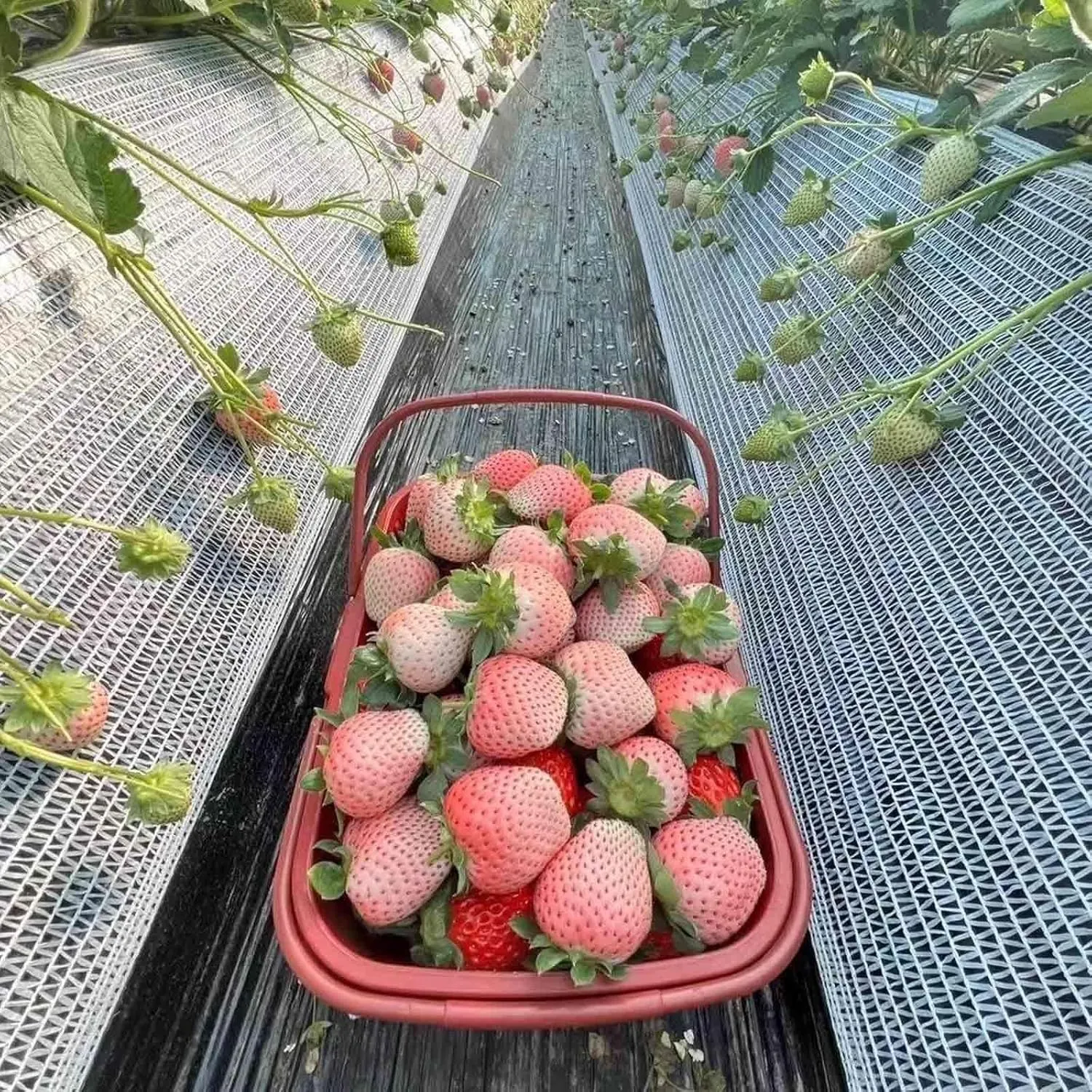30% White Greenhouse Sun Shade Cloth, Sun Shade Sail Mesh UV Ray Protection 10'x10' 10'x13' 13'x13' 13'x20' 20'x20' Quick-Dry Ventilated for Greenhouse Garden Plants(13'x33')