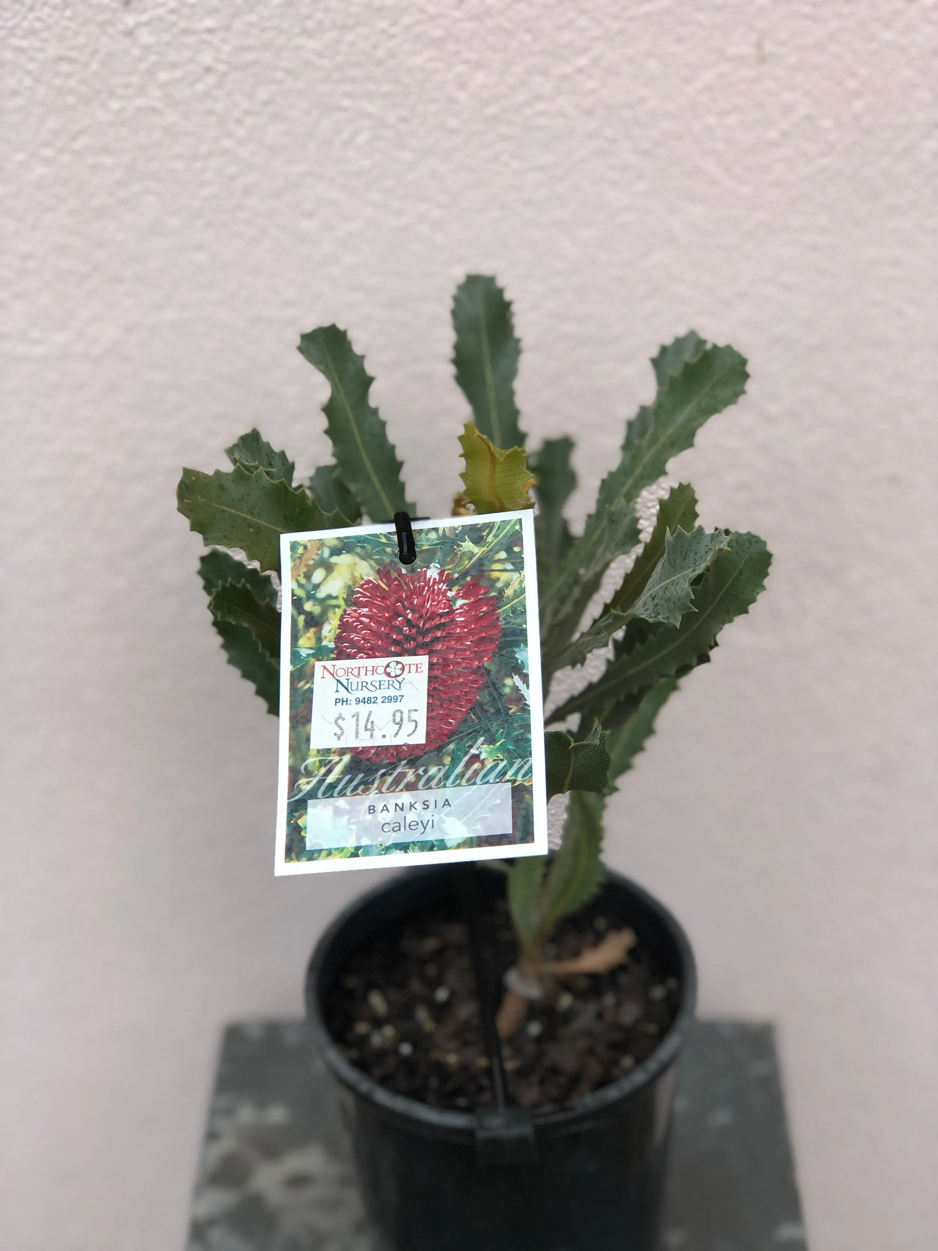 Banksia caleyi