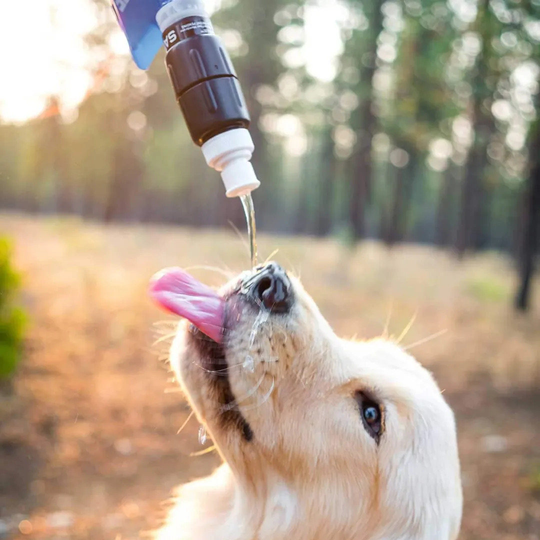 Sawyer Micro Squeeze Water Filter - 2025 Edition